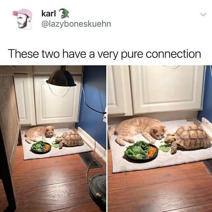 Cat and tortoise lying close together near a plate of vegetables, showing a weird little guys connection.