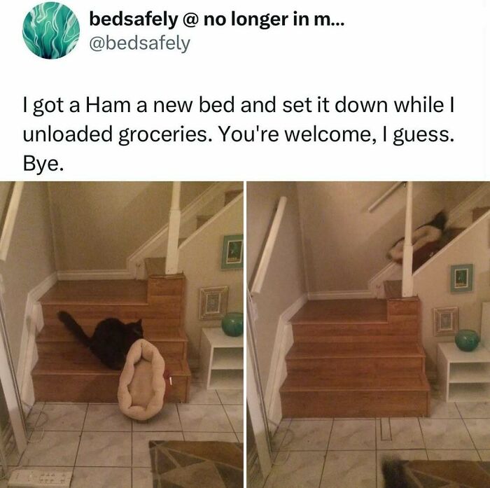 Cat ignoring new bed on stairs, showcasing typical weird little cat behavior in a cozy home setting.