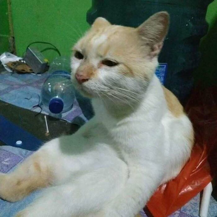 Adorable cat sitting on a chair, showcasing cute and funny pets deserving the best snacks for their cuteness.