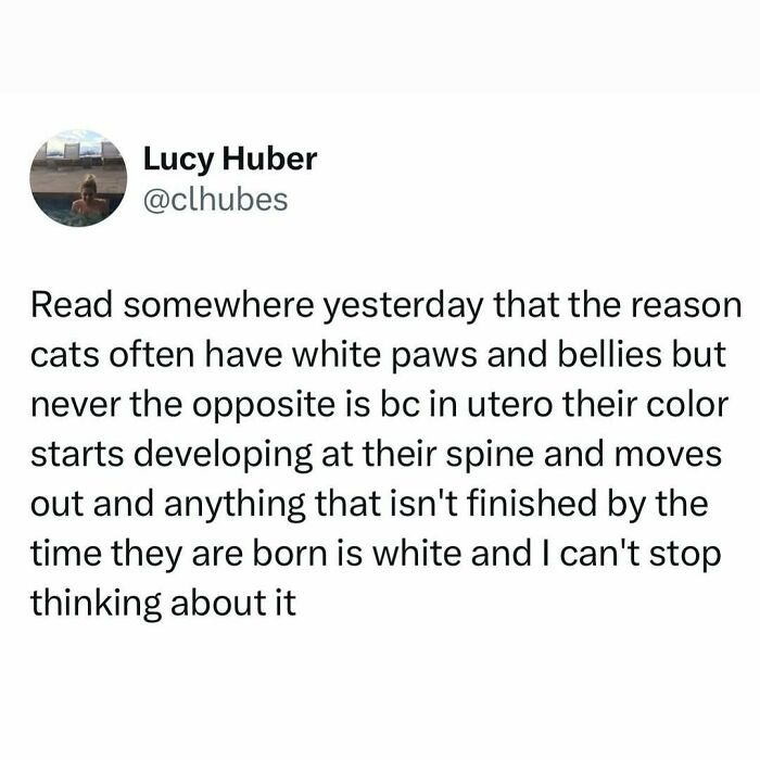 Tweet explaining why cats often have white paws and bellies, a funny fact about weird little guys in cat memes.