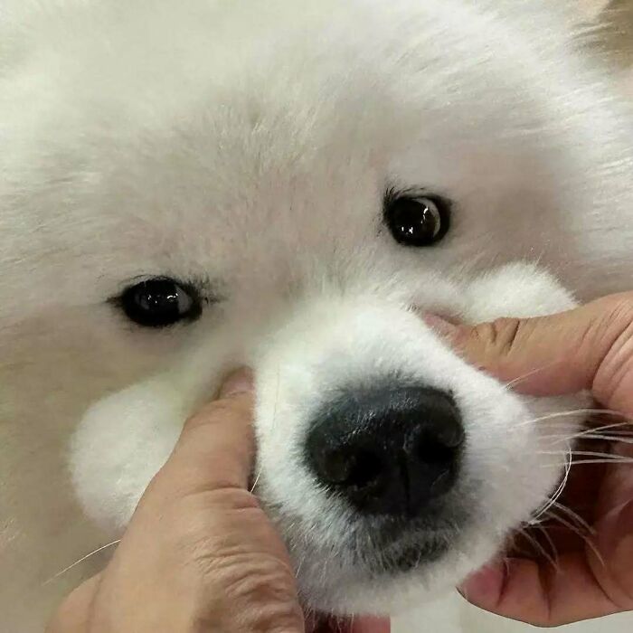 Fluffy white dog having its cheeks gently squeezed, showcasing adorable pets deserving best snacks for their cuteness