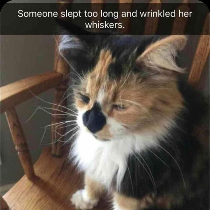 Calico cat with wrinkled whiskers sitting on a wooden chair showcasing cats being weird little guys.