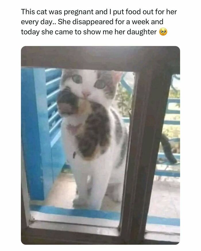 Cat carrying her kitten in mouth outside a window, a funny and wholesome animal moment to cleanse your feed.