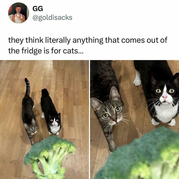 Two weird little cats looking eagerly at broccoli, showing their quirky behavior and curiosity.