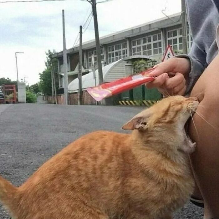 Orange cat biting a person's knee outdoors, showcasing one of the weird little guy moments in cat memes.