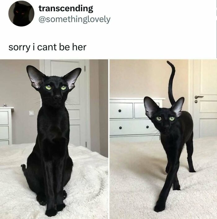 Black cat with large ears sitting and walking on a bed, showing quirky and weird little guy behavior in a home setting.