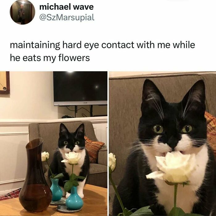 Black and white cat making intense eye contact while eating a white flower on a living room table, funny cat behavior meme.