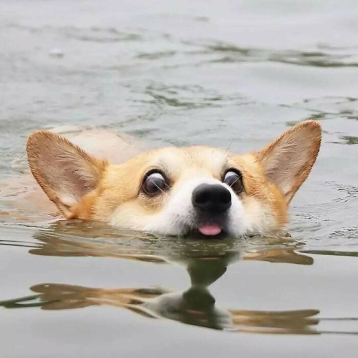 Cute dog swimming in water with tongue out, one of the funny and adorable cats and dogs deserving the best snacks.
