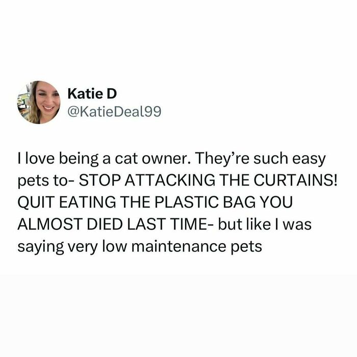Tweet about cat owners dealing with weird little cats attacking curtains and eating plastic bags despite being low maintenance pets.