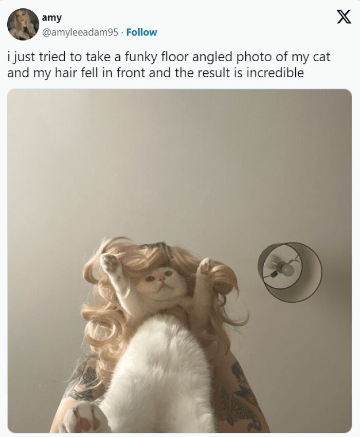 Cat photo with humorous hair effect, perfect for fans of cute and chaotic cat content and memes.