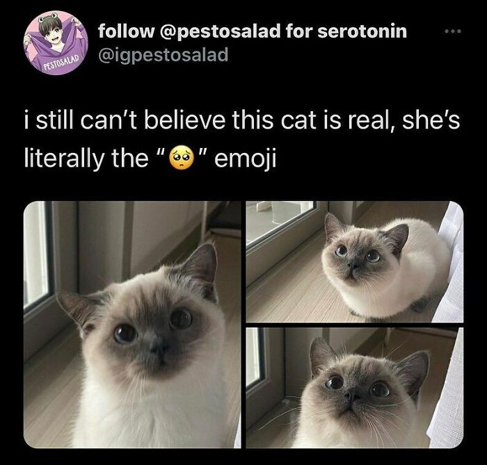 Three photos of a cat with wide eyes resembling a sad emoji, showcasing cats being weird little guys in candid moments.