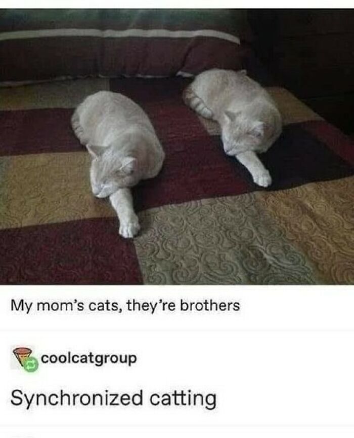 Two light-colored cats lying side by side on a bed, showcasing cute and chaotic cat content in sync.