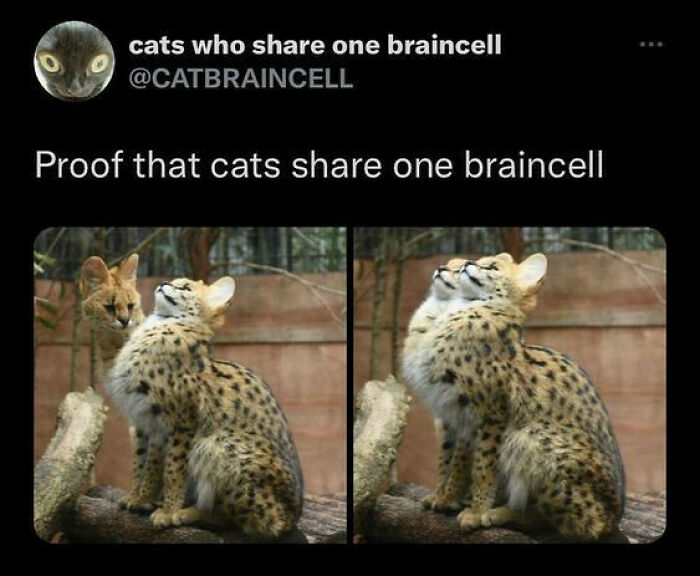 Two spotted cats close together, illustrating a funny meme about cute and chaotic cat content.