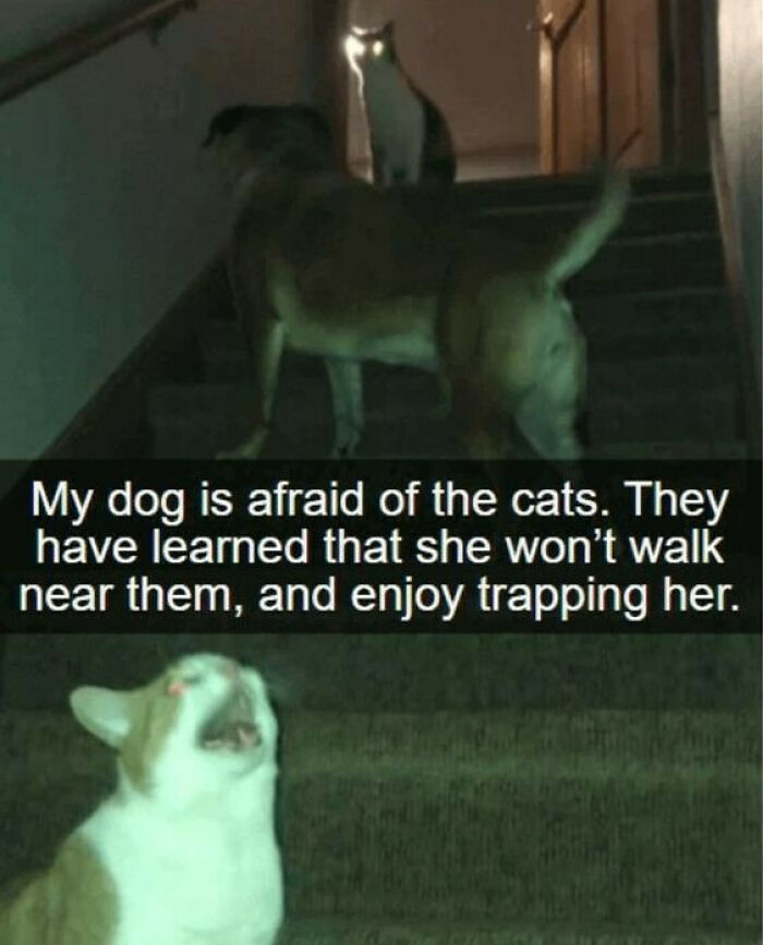 Dog trapped by cats on stairs with glowing eyes, showcasing cute and chaotic cat content humor.