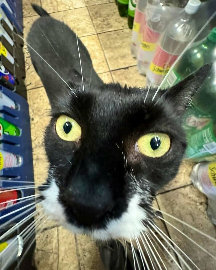 Close-up of a black and white bodega cat with yellow eyes inside a shop next to beverages on tiled floor.