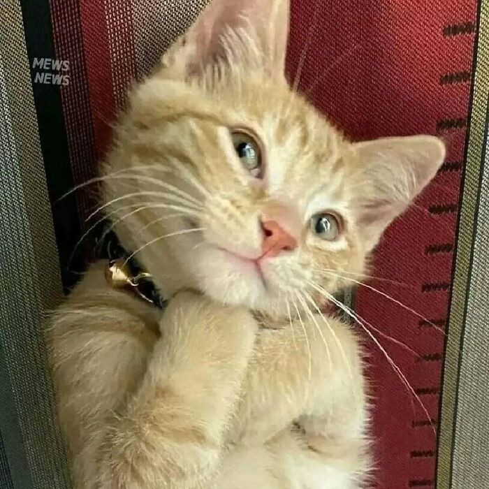 Adorable orange tabby cat resting on a chair, showcasing cuteness that deserves the best snacks for their charm.