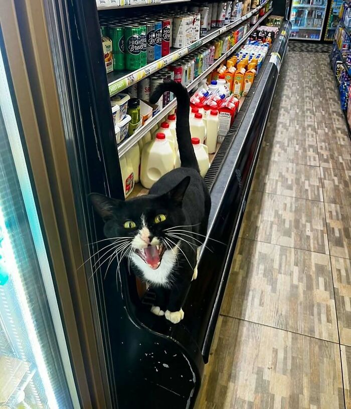 Black and white bodega cat standing on a milk shelf inside a small shop, looking alert and vocalizing.