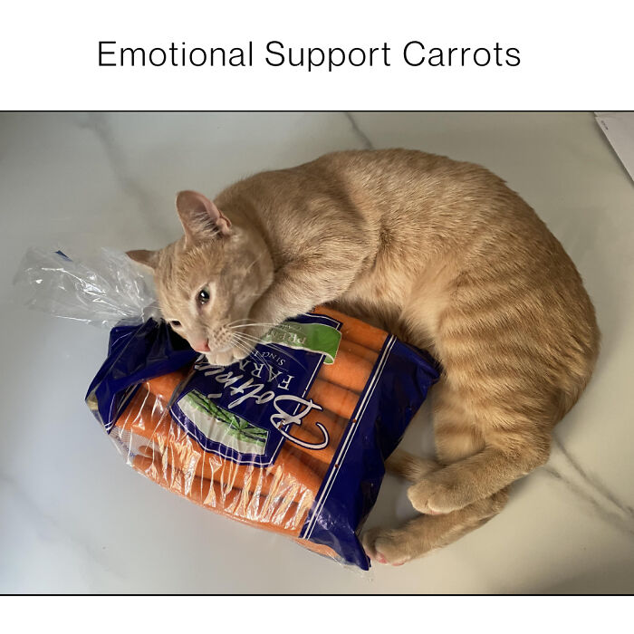 A cute orange cat lying on a bag of carrots, showcasing chaotic and adorable cat content.
