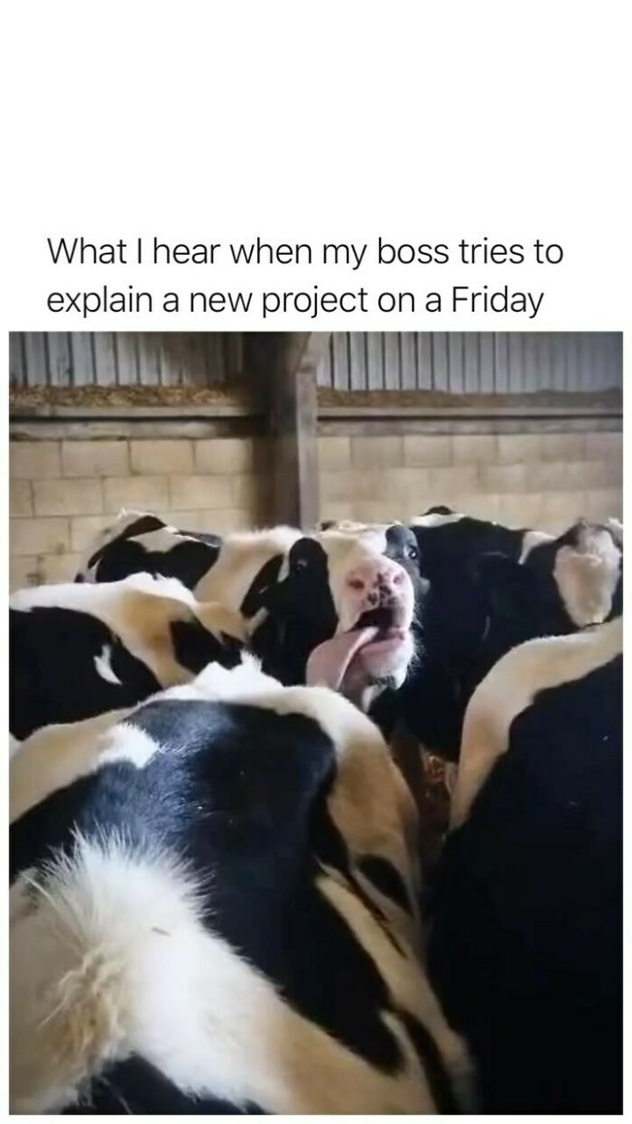 A humorous meme with cows, one sticking out its tongue, illustrating funny random memes to scroll during a slump.
