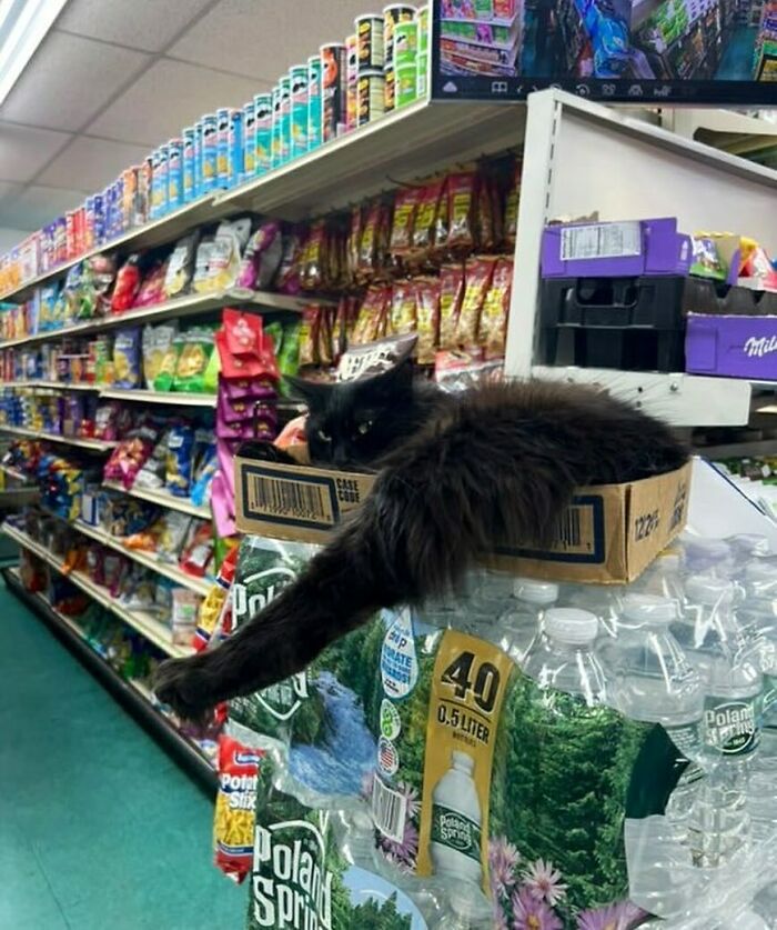 Black bodega cat lounging in a cardboard box on water bottles, surrounded by colorful store shelves and snacks.