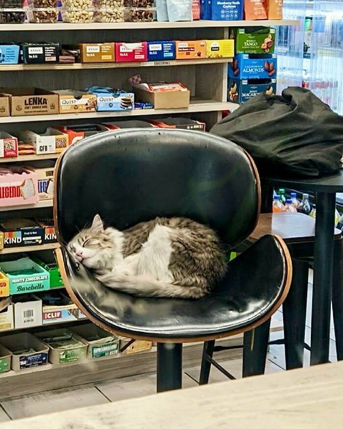 Cat sleeping curled up on a black chair inside a bodega shop surrounded by snacks and beverages shelves.