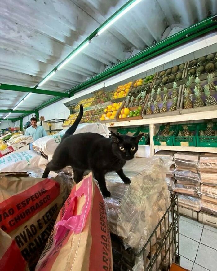 Black bodega cat confidently walking on bags inside a fruit and vegetable shop, embodying the shop master vibe.