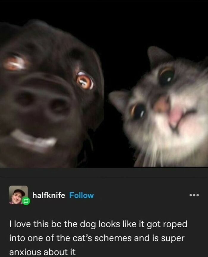 Blurry close-up of a dog and a cat with anxious and chaotic expressions, perfect for cute and chaotic cat content memes.
