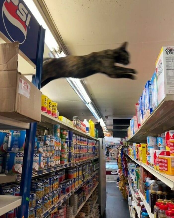 Cat leaping between shelves in a bodega aisle filled with canned goods and various grocery items.