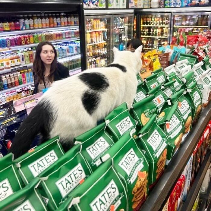 A bodega cat with black and white fur perched on snack bags behind a shop counter in a colorful convenience store.