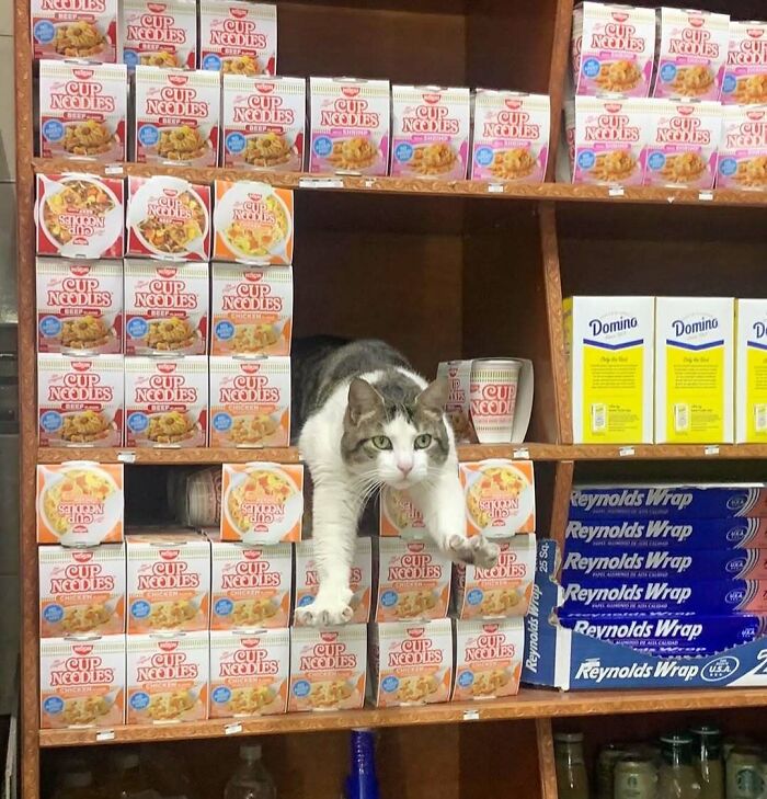 Bodega cat stretching among shelves of Cup Noodles and kitchen supplies, embodying the charm of shop masters.