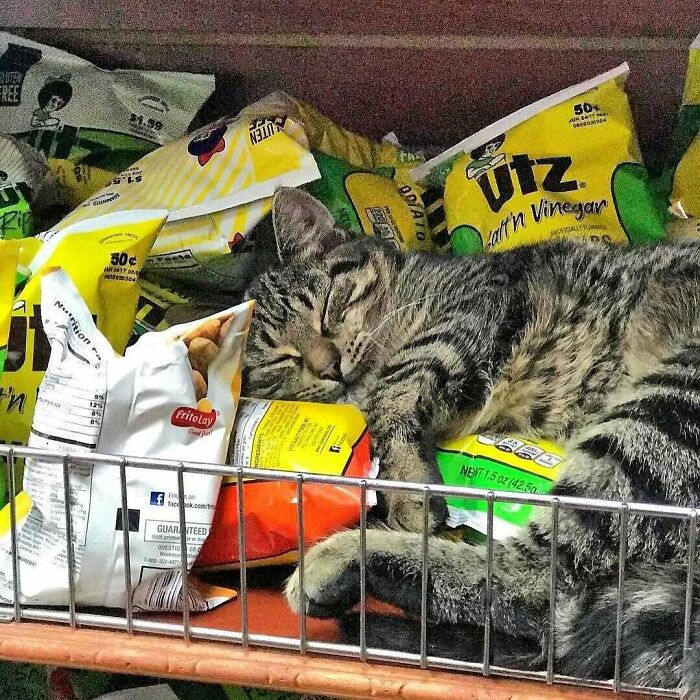 Tabby bodega cat sleeping on a shelf among colorful chip bags, showing the charm of bodega cats in shops.