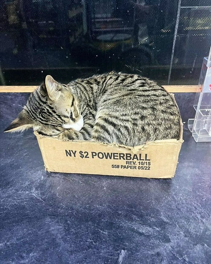 Tabby bodega cat curled up sleeping in a small cardboard box on a store counter, looking comfortable and relaxed.
