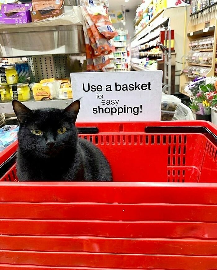 Black bodega cat sitting inside a red shopping basket in a store aisle filled with groceries and flowers.