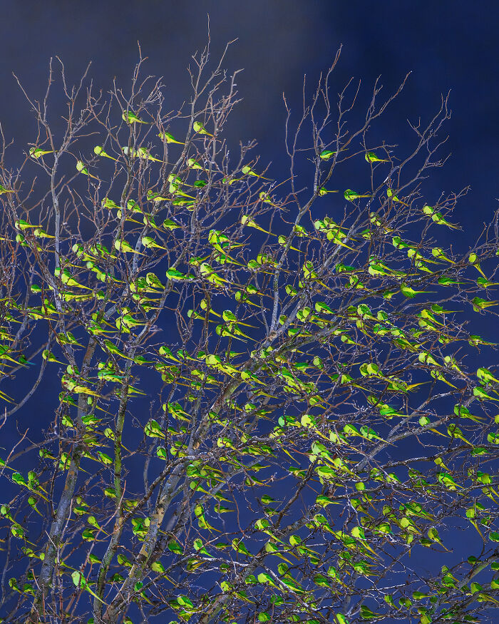 Don't Be Fooled, You See Leaves On A Tree In London In Winter, Not 1,000 Green Parrots