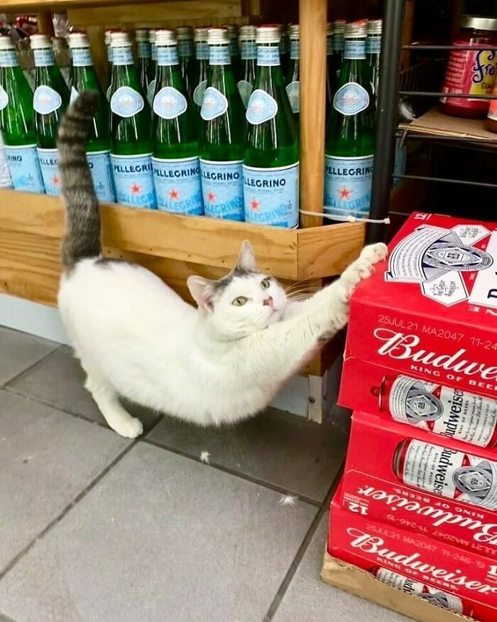 White and gray bodega cat stretching beside stacked Budweiser boxes in a shop filled with bottled San Pellegrino water.