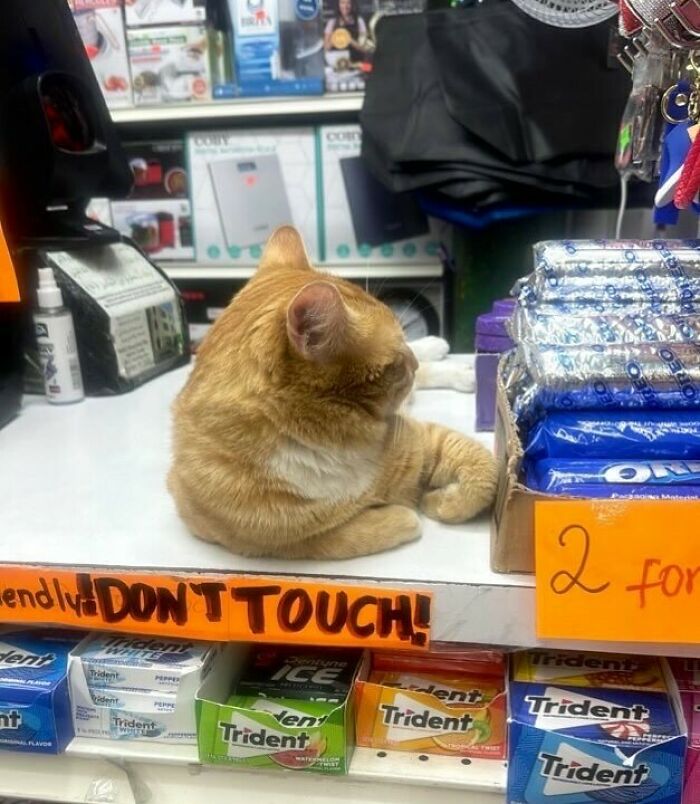 Ginger bodega cat resting on counter near gum packs with a sign saying don't touch, showing shop cat charm and attitude.