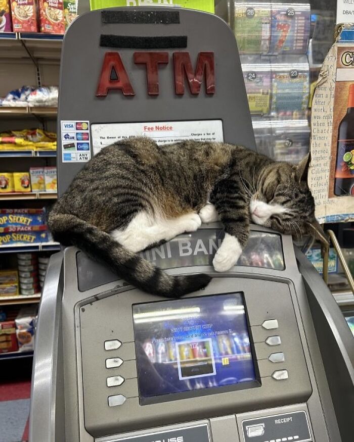 Tabby bodega cat sleeping on an ATM machine inside a small shop surrounded by snacks and lottery tickets.