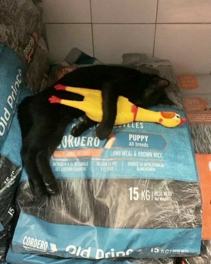 Black bodega cat sleeping while hugging a yellow rubber chicken toy on a bag of dog food in a shop setting.