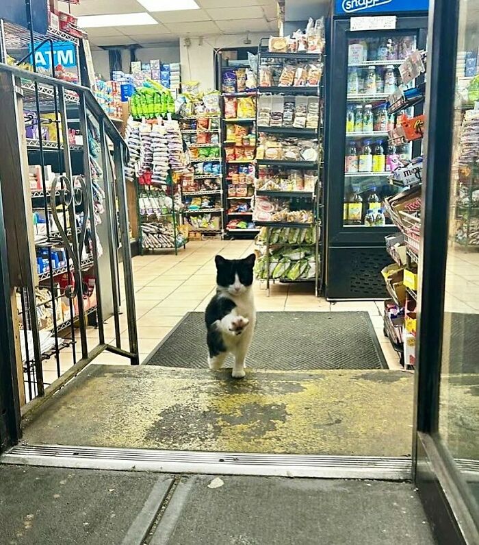 Bodega cat walking confidently inside a shop, surrounded by shelves stocked with snacks and drinks.