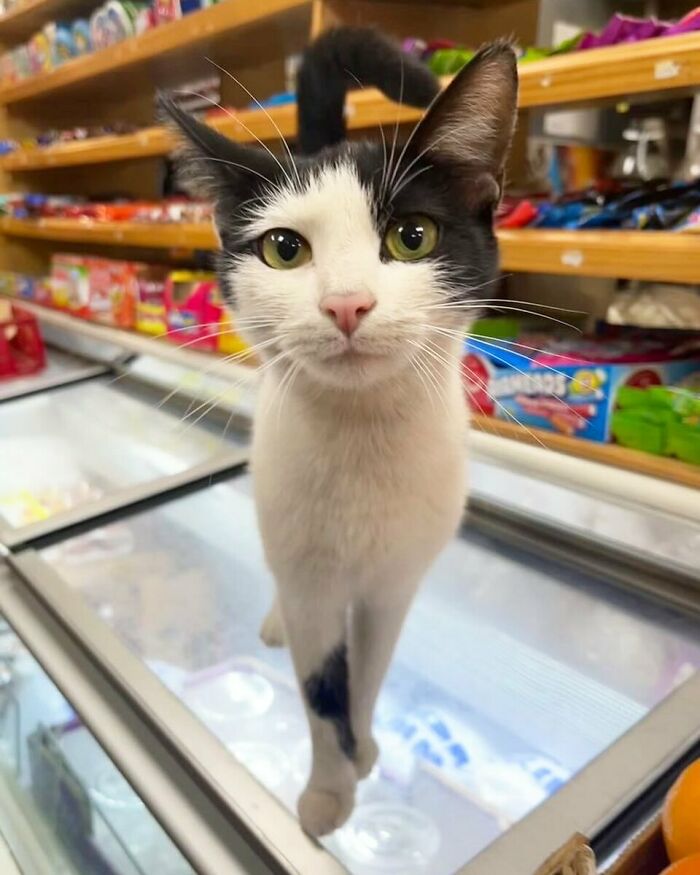 Black and white bodega cat walking confidently on a freezer in a colorful small shop setting.