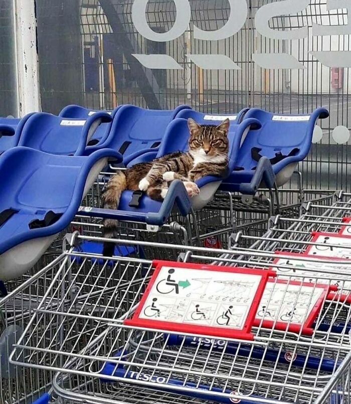 Tabby bodega cat lounging confidently on a blue shopping cart seat, looking like the master of the shop area.