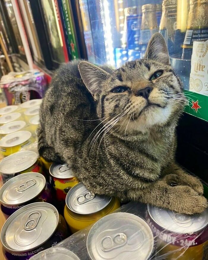 Tabby bodega cat resting on cans in a shop, embodying the charming and familiar presence of bodega cats.
