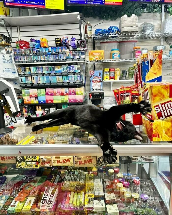 Black bodega cat stretching across the counter surrounded by shop products in a colorful convenience store setting.