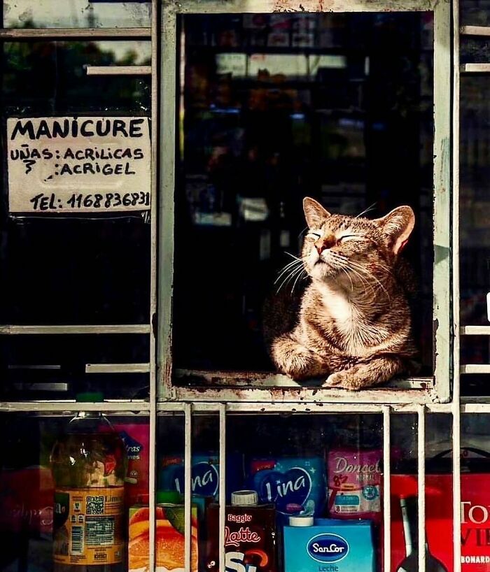 Bodega cat lounging in a shop window surrounded by products, basking in sunlight like a master of the store.