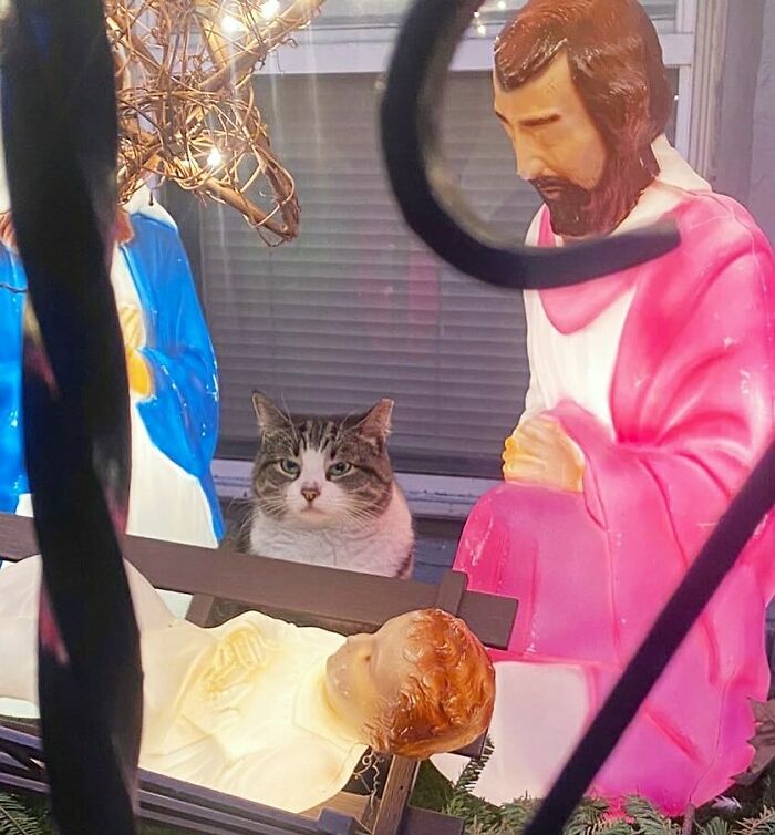 Tabby bodega cat sitting among nativity statues, blending into the shop display with a calm and watchful presence.