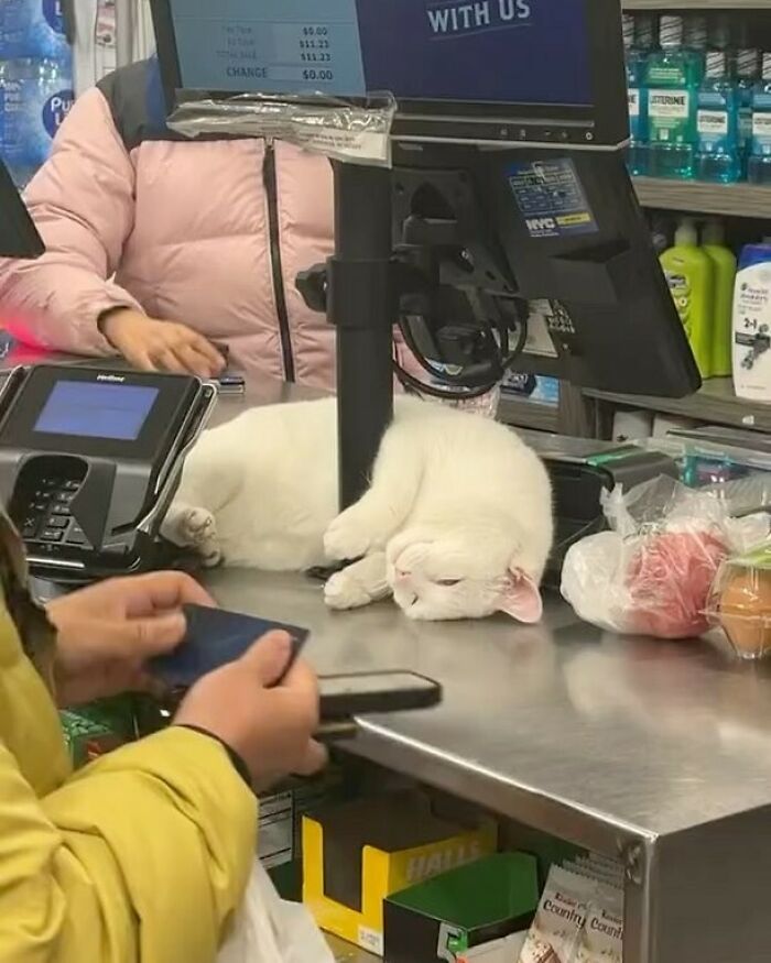 White bodega cat lying on shop counter next to a cash register, looking relaxed and comfortable.