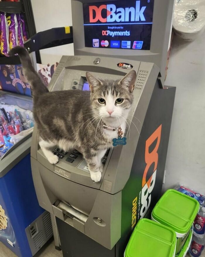 Gray and white bodega cat standing confidently on an ATM inside a small shop, surveying the surroundings.