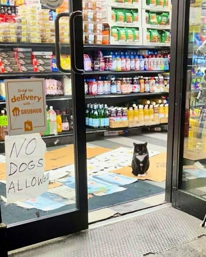 Black and white bodega cat sitting inside a shop near a no dogs allowed sign among store shelves and drinks.