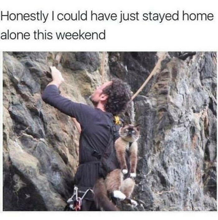 Man rock climbing with a cat hanging on his back, showing chaotic and cute cat content for meme lovers.