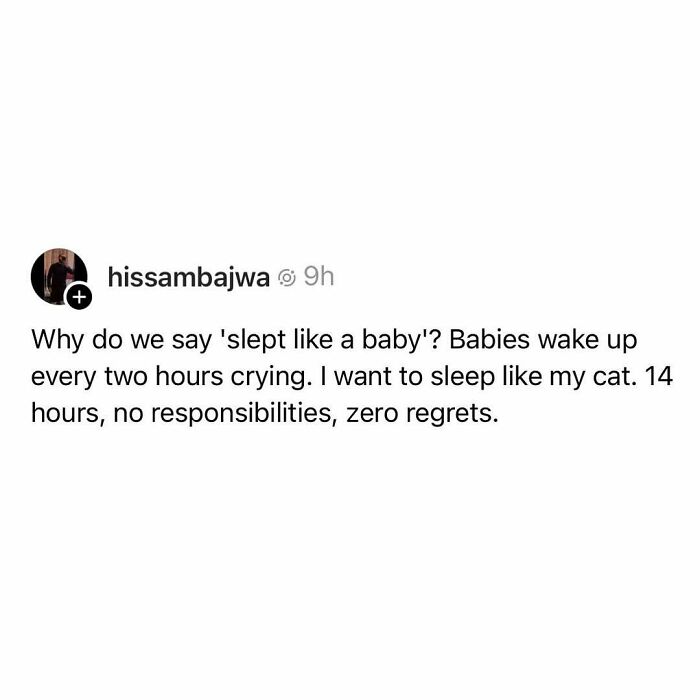 A humorous meme about wanting to sleep like a cat, highlighting cats as weird little guys with carefree lives.